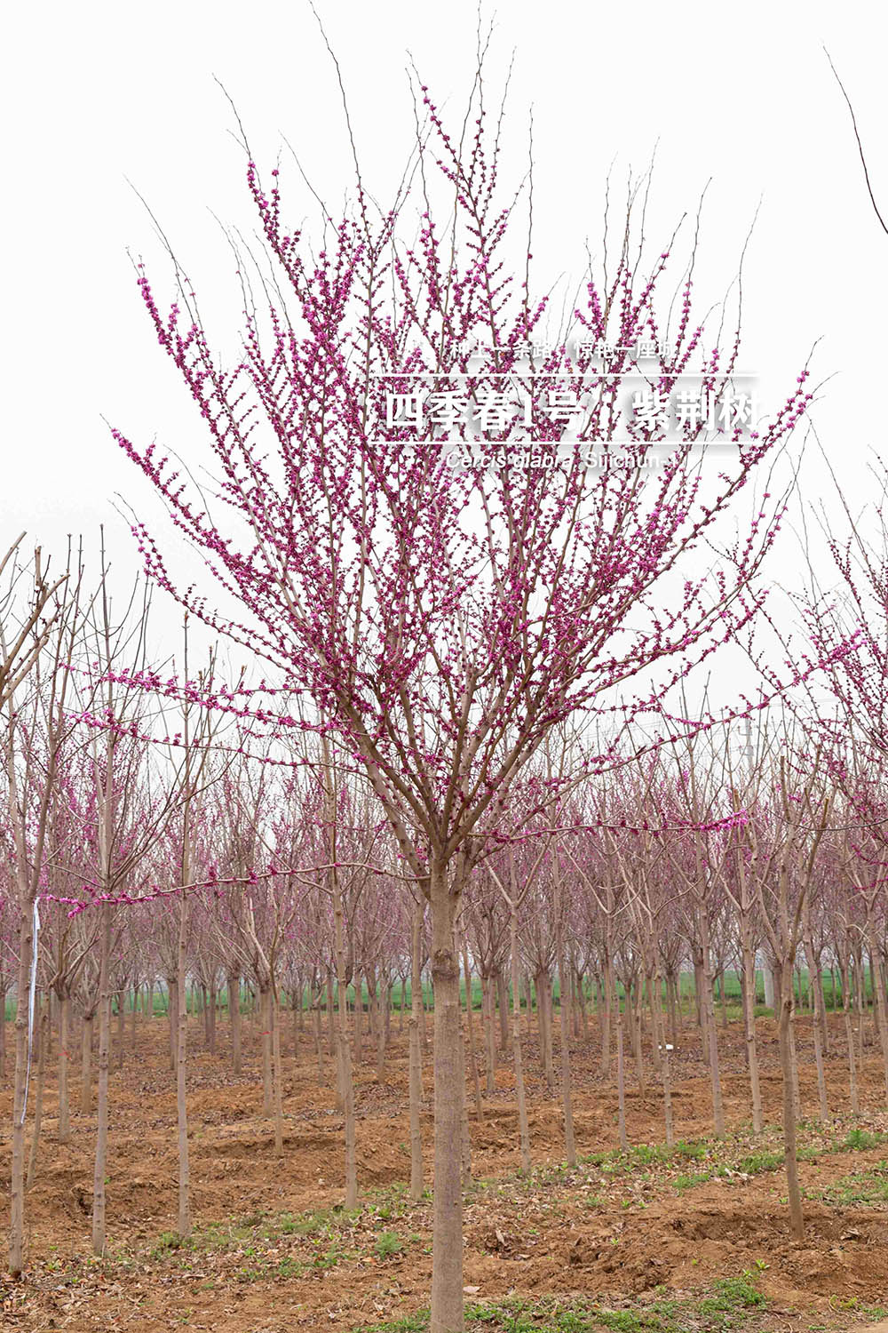 3.19“四季春一号”- 紫荆树